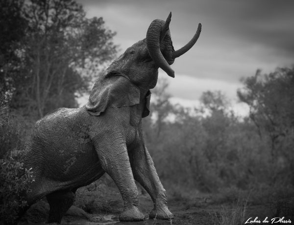 Elephant_01_Lukas du Plessis