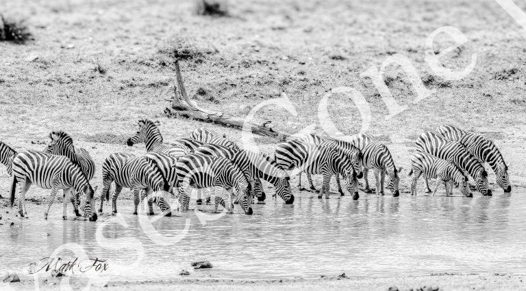 Zebra_03_Mark Fox