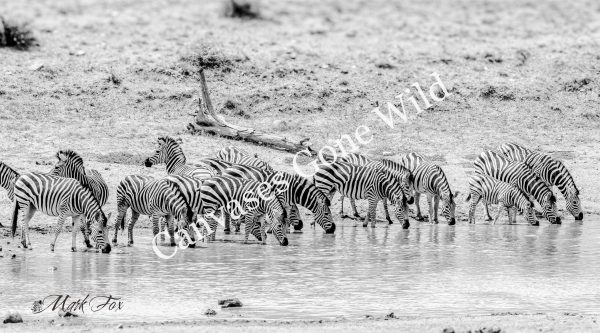 Zebra_03_Mark Fox