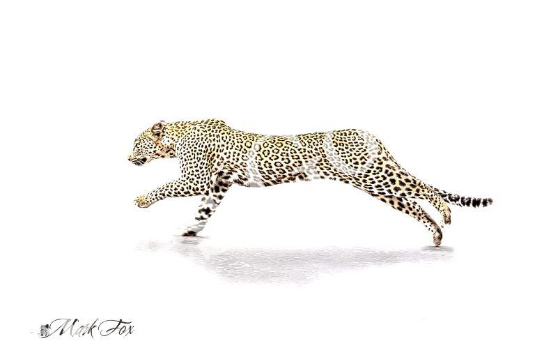 Leopard_01_Mark Fox