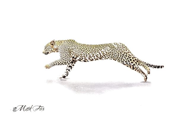 Leopard_01_Mark Fox