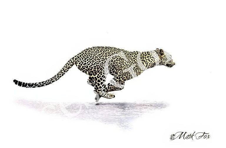 Leopard_02_Mark Fox