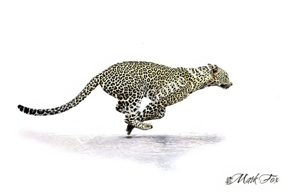 Leopard_02_Mark Fox