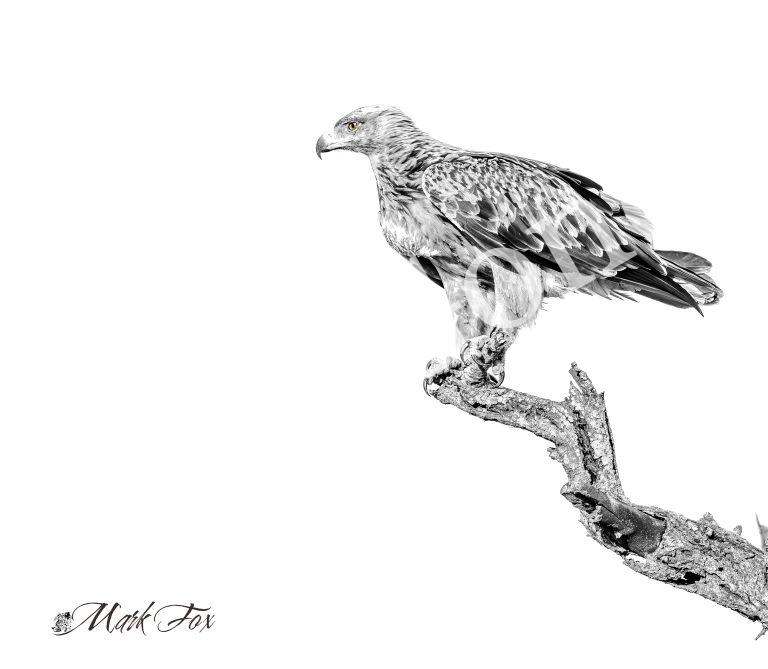 Tawny Eagle_01_Mark Fox