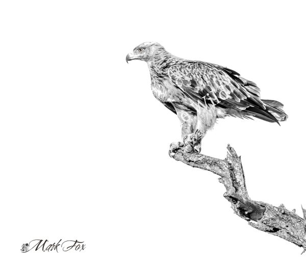 Tawny Eagle_01_Mark Fox