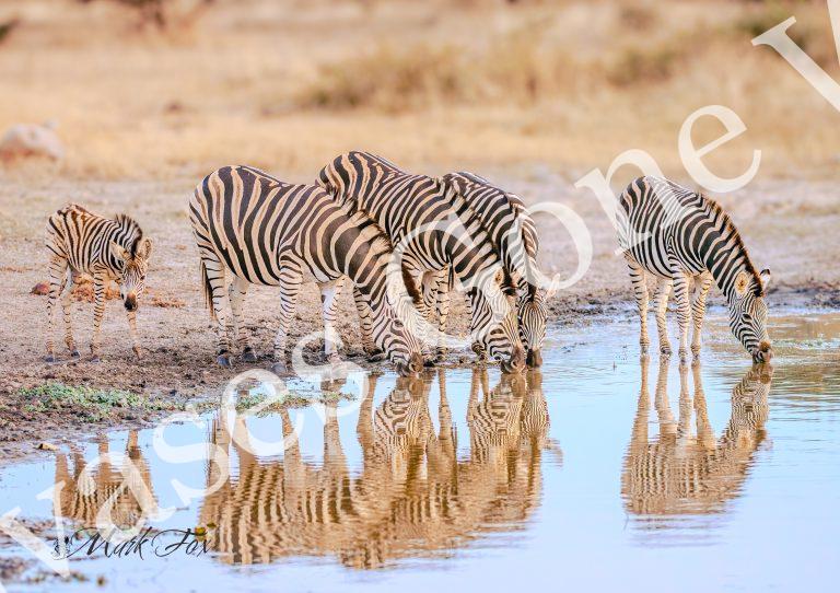 Zebra_04_Mark Fox