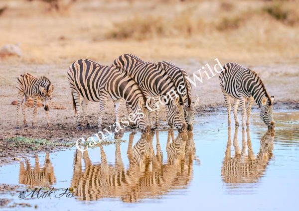 Zebra_04_Mark Fox