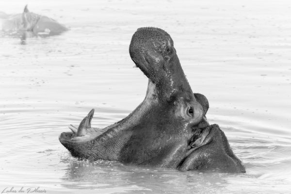 Hippo_01_Lukas du Plessis