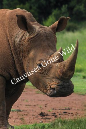 IMG_0371 Rhino_03_Connor