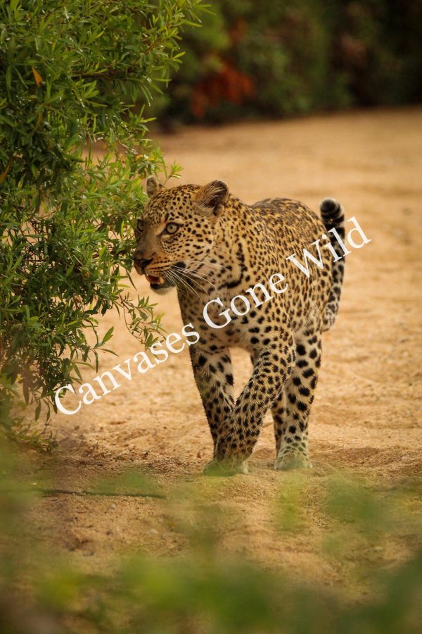 Leopard_09_Connor