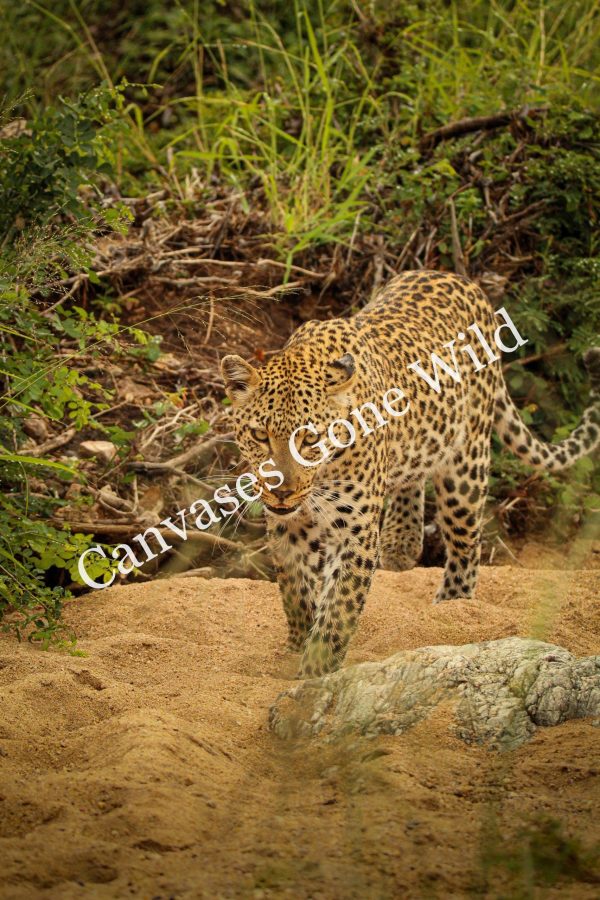 Leopard_10_Connor