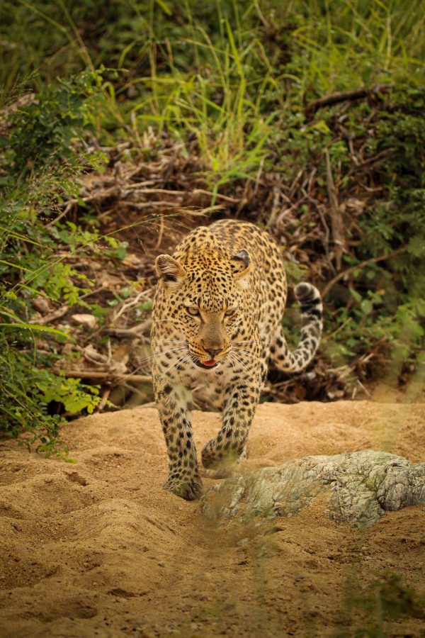 Leopard_15_Connor
