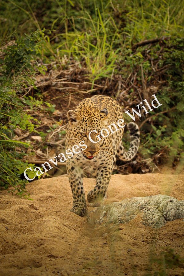 Leopard_15_Connor