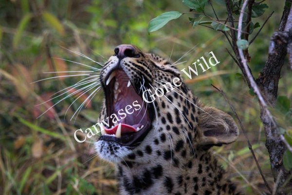 Leopard_16_Connor