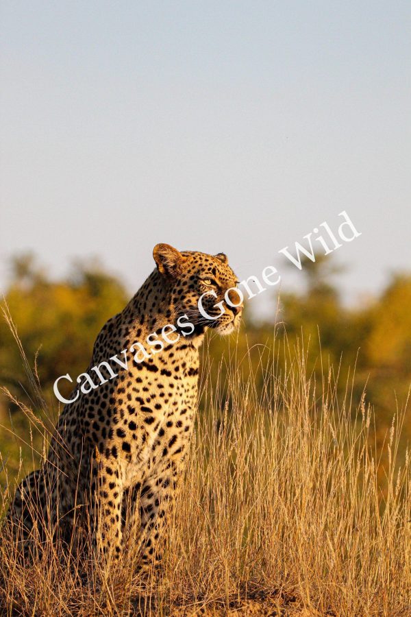 Leopard_11_Connor