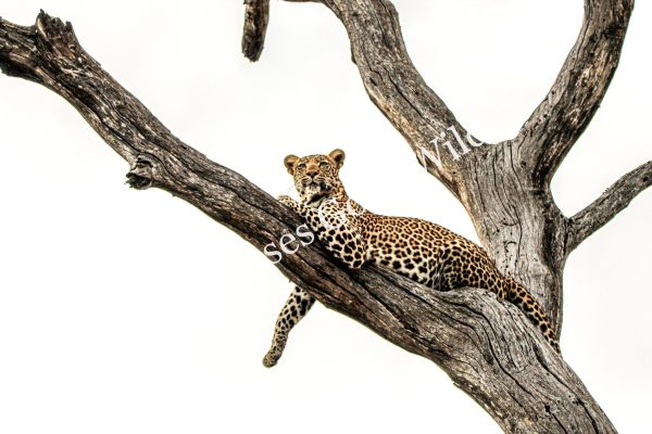 Leopard_17_Connor