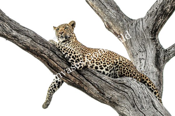 Leopard_12_Connor