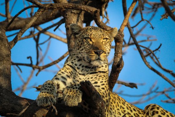 Leopard_13_Connor