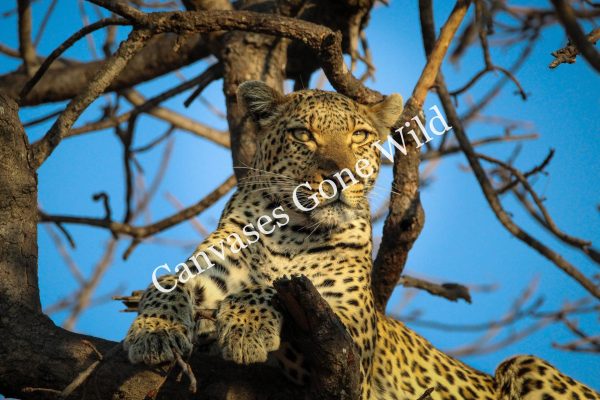 Leopard_13_Connor
