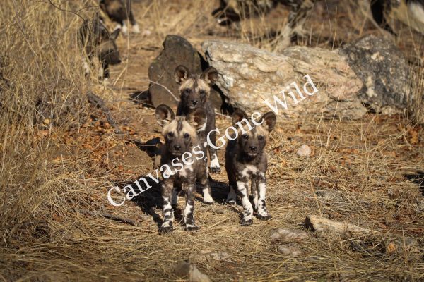 Wild dog_02_Connor
