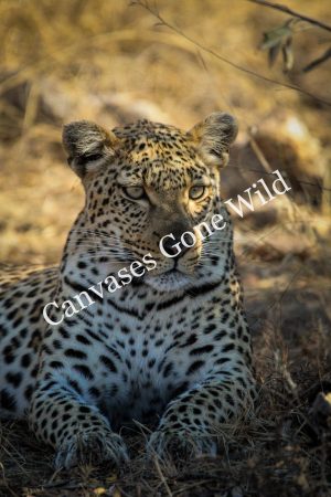 Leopard_14_Connor