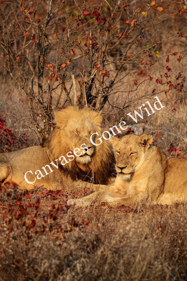 Lion_12_Connor