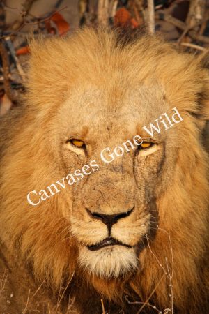 Lion_04_Connor