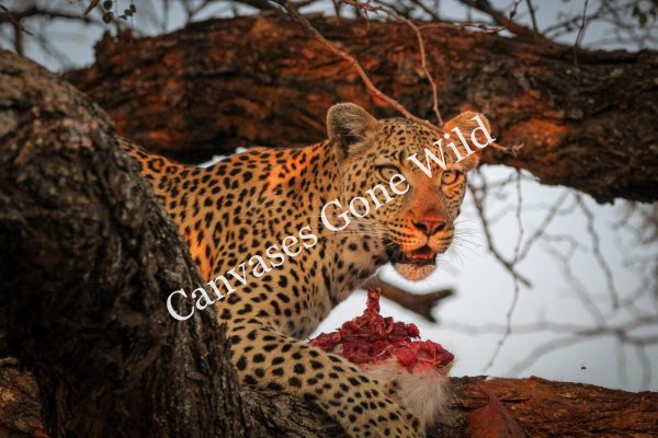 Leopard_19_Connor