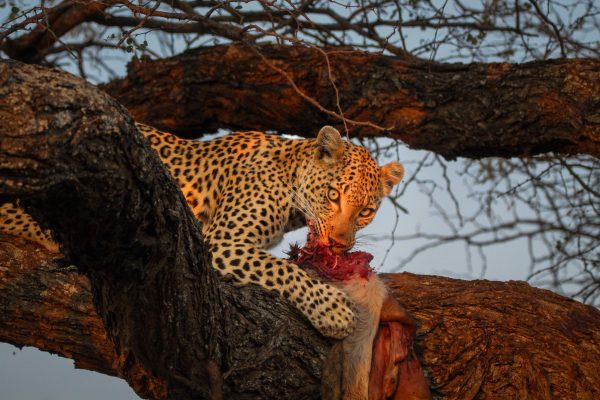 Leopard_20_Connor