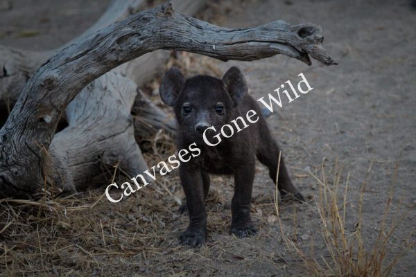 Wild dog_03_Connor