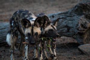 Wild dog_04_Connor