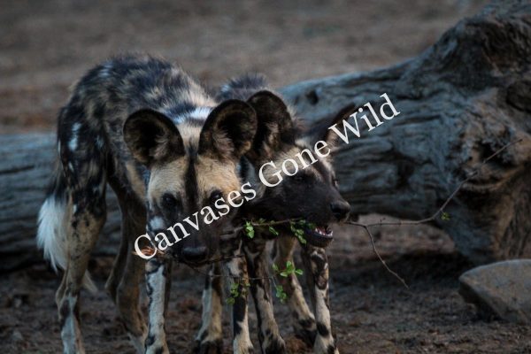 Wild dog_04_Connor