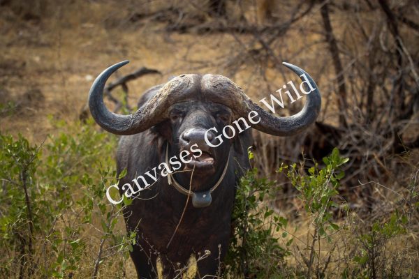 Buffalo_01_Connor