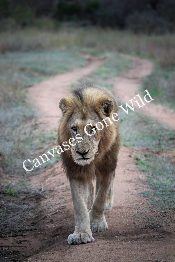 Lion_07_Connor