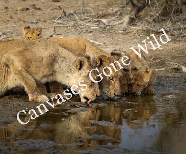 Lion_09_Connor