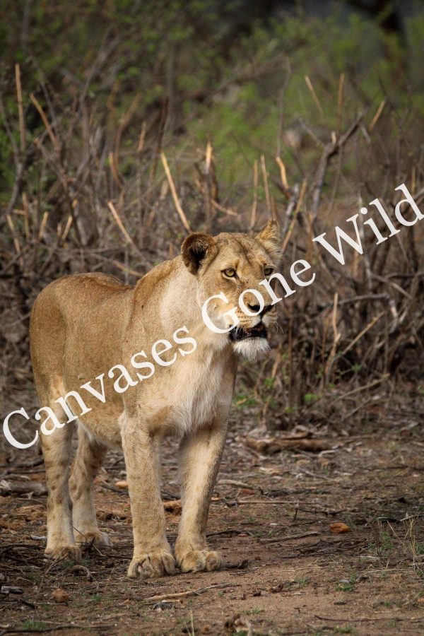 Lion_11_Connor