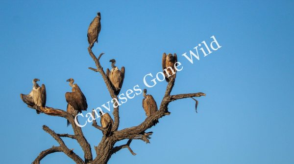 Vultures_03_Connor