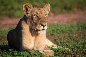 Lion_02_Connor