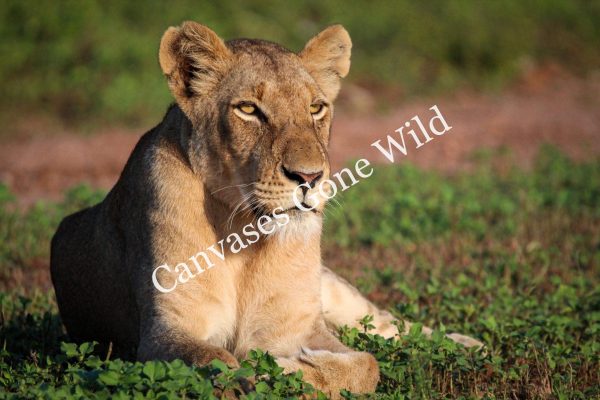 Lion_02_Connor