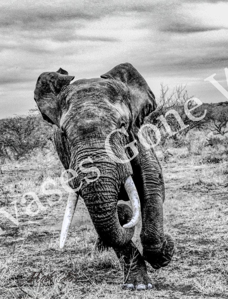 Elephant_01_Mark Fox