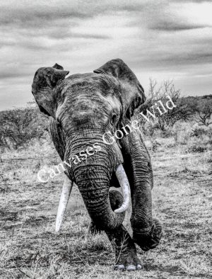 IMG_3701.JPG-3 Elephant_01_Mark Fox