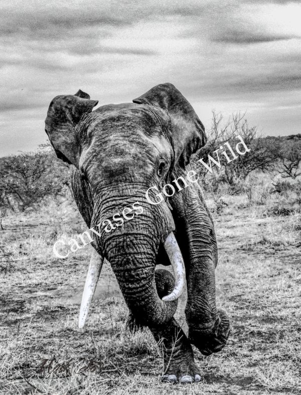 Elephant_01_Mark Fox
