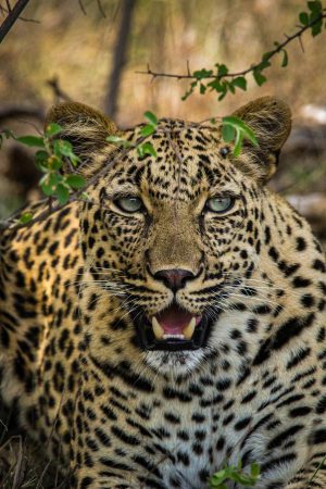 Leopard_22_Connor