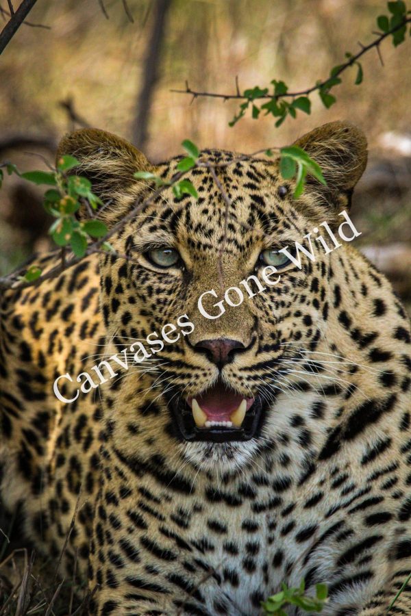 Leopard_22_Connor