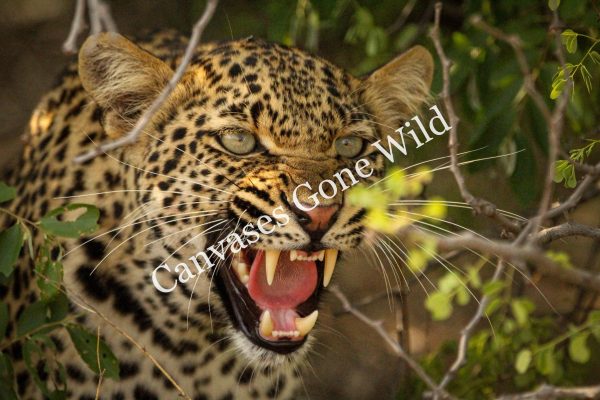 Leopard_24_Connor