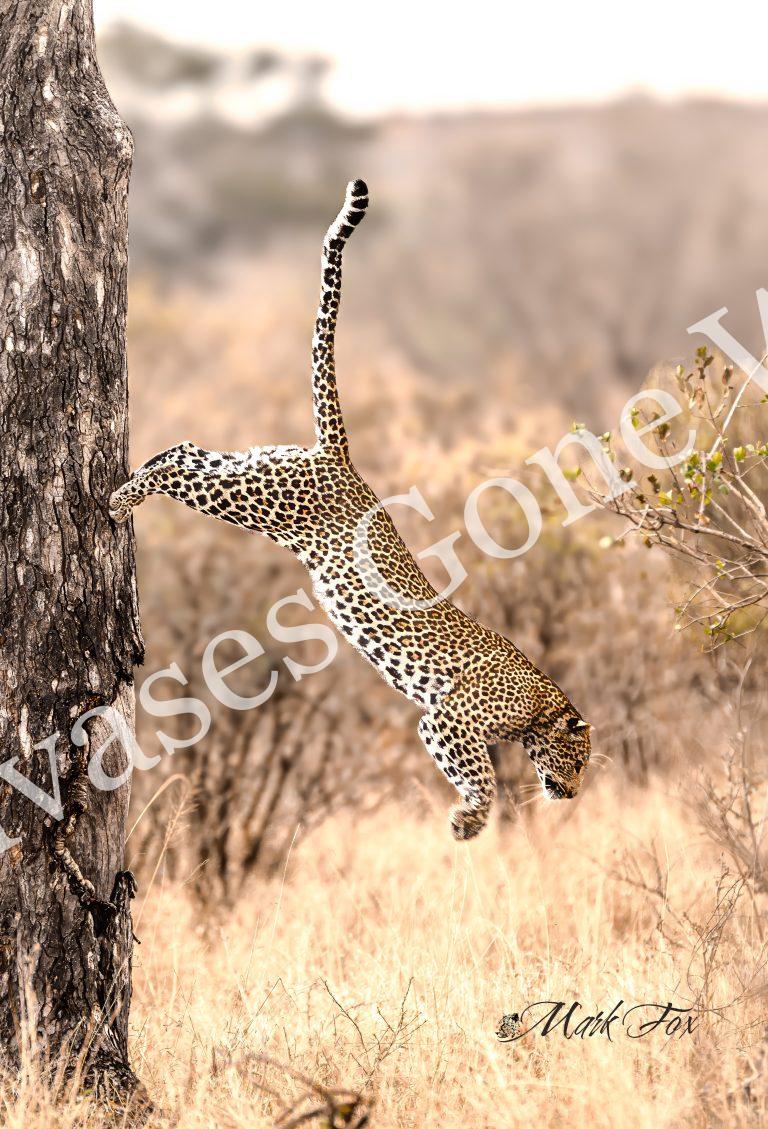 Leopard_06_Mark Fox