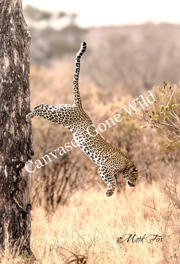 Leopard_06_Mark Fox