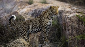 Leopard_01_CGW