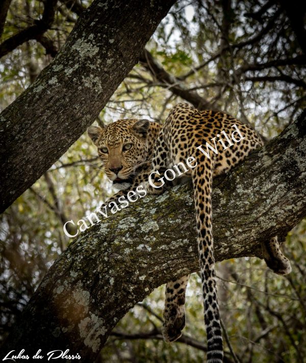 Leopard_01_Lukas du Plessis