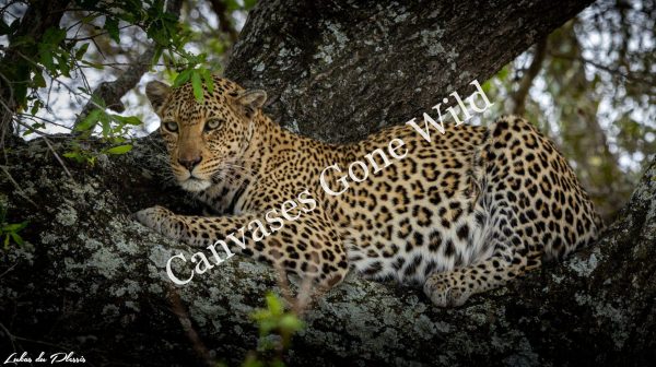 Leopard_02_Lukas du Plessis